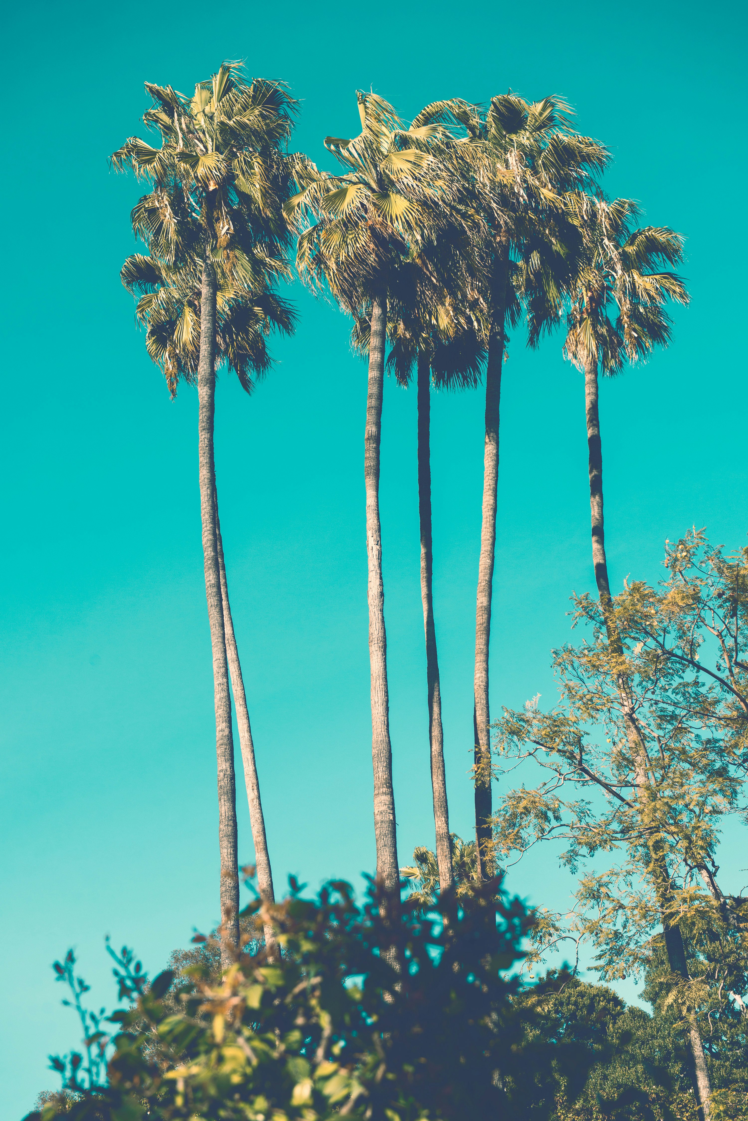 five green-and-brown palm trees